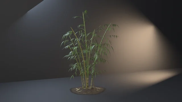 A clump of seven bamboo culms, one gone yellow, ringed with dark nodes and sheathed in straw at the foot, arching apart under drooping leafy branches from a dark soil hummock.