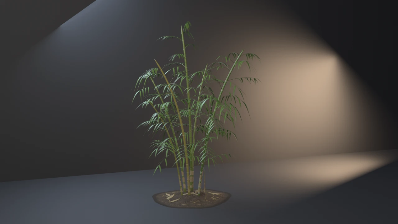 A clump of seven bamboo culms, one gone yellow, ringed with dark nodes and sheathed in straw at the foot, arching apart under drooping leafy branches from a dark soil hummock.